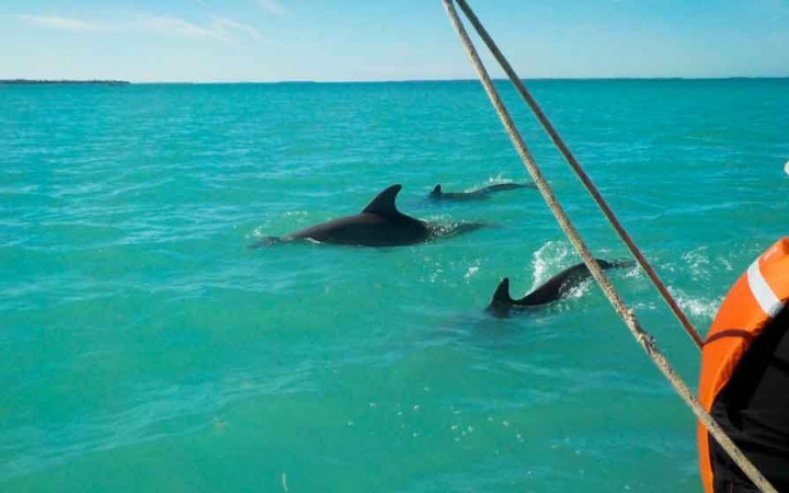 three dolphins swim in blue water beside a sailboat on an outward bound expedition in florida